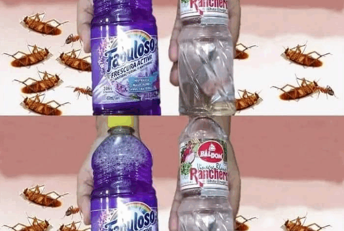 limpia tu piso y a la vez elimina las cucarachas y otros insectos