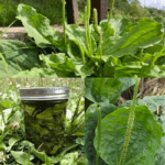 conoce la planta de la juventud