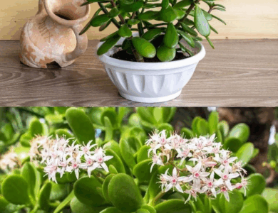 esta es una gran planta suculenta para ti y tu hogar