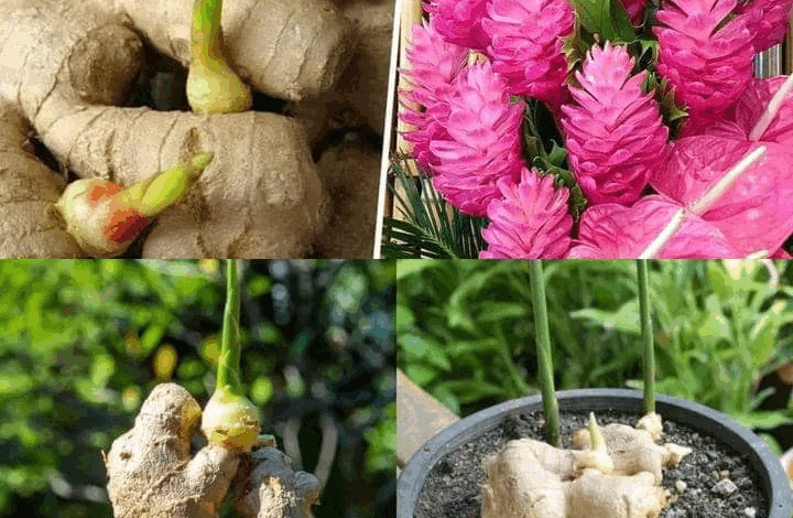 truco de la abuela para hacer florecer el jengibre