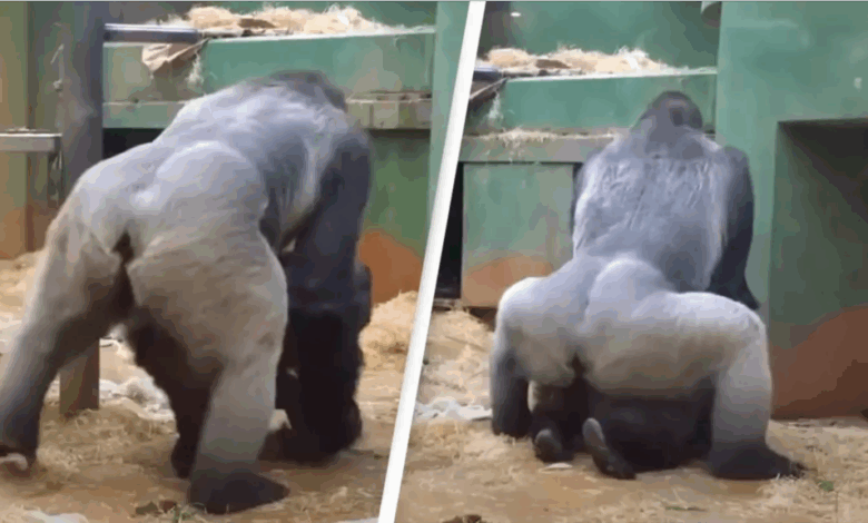 Padres en shock al ver a los gorilas apareándose frente a los niños en el zoológico
