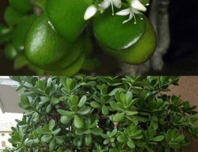 descubre y cultiva el arbol del dinero
