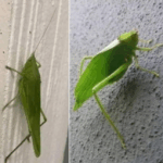 El Insecto Esperanza: Un Mensajero de Buenas Nuevas