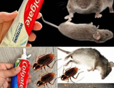 Eliminar Ratas y Plagas con Pasta Dental: Un Truco Casero Inesperado