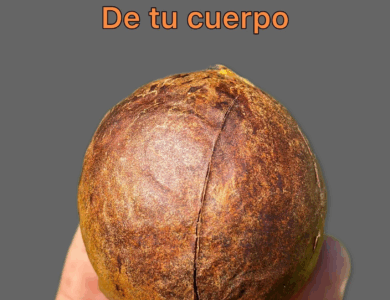 Semilla de Aguacate: ¿Para Qué Sirve y Cómo Usarla?