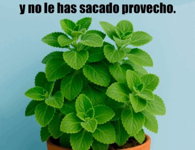 Planta que Puede Reparar Casi al Instante tu Hígado