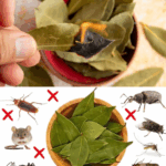Hojas de laurel: el secreto natural para mantener tu hogar libre de plagas