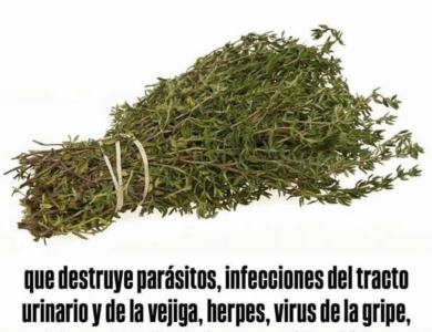 Elimina infecciones y fortalece tu sistema inmune con infusión de romero