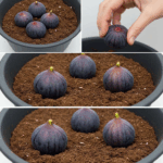 Cultiva higos en maceta de forma sencilla