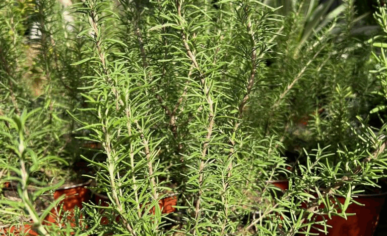 El romero: una hierba milenaria con grandes beneficios para tu salud