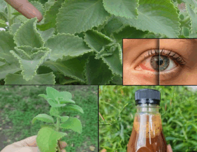 El secreto para cuidar tus ojos y mejorar tu visión: Orégano para la vista El secreto para cuidar tus ojos y mejorar tu visión: Orégano para la vista