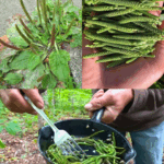 Una de las mejores plantas medicinales: Plantago major (Llantén mayor) Una de las mejores plantas medicinales: Plantago major (Llantén mayor)