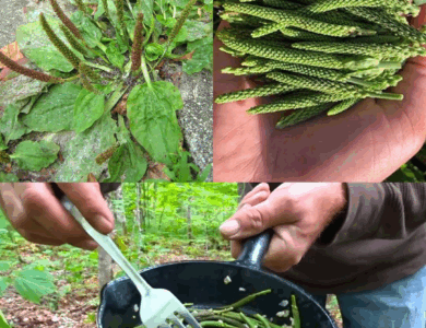 Una de las mejores plantas medicinales: Plantago major (Llantén mayor)