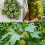 Liquidámbar americano: beneficios para tu salud y cómo usarlo en casa Liquidámbar americano: beneficios para tu salud y cómo usarlo en casa