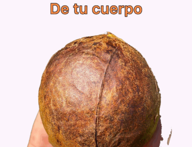 Usos y beneficios de la semilla de aguacate: un tesoro escondido Usos y beneficios de la semilla de aguacate: un tesoro escondido