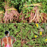 La verdolaga: mejor que comer siete carnes La verdolaga: mejor que comer siete carnes