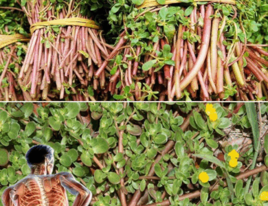 La verdolaga: mejor que comer siete carnes La verdolaga: mejor que comer siete carnes