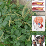 Todo lo que debes saber sobre el amaranto y cómo consumirlo Todo lo que debes saber sobre el amaranto y cómo consumirlo