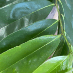 Hojas Milagrosas: Té de Guanábana