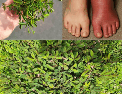 Descubre todos los beneficios de la Mimosa pudica Descubre todos los beneficios de la Mimosa pudica