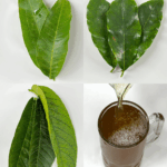 Infusión natural de hojas para apoyar la salud Infusión natural de hojas para apoyar la salud