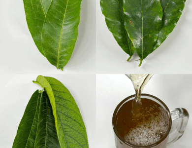 Infusión natural de hojas para apoyar la salud Infusión natural de hojas para apoyar la salud