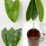 La bebida natural que recomendó Frank Suárez: ayuda a la presión alta, circulación, diabetes y más La bebida natural que recomendó Frank Suárez: ayuda a la presión alta, circulación, diabetes y más