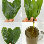 La bebida natural popularizada por el Dr. Frank Suárez La bebida natural popularizada por el Dr. Frank Suárez