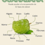Guanábana: Una Fruta Tropical con Poder Medicinal