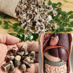 Semillas de Moringa: Para Qué Sirven y Cómo Usarlas