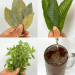 Las hojas que curan todo: diabetes, presión alta, cáncer y más Las hojas que curan todo: diabetes, presión alta, cáncer y más