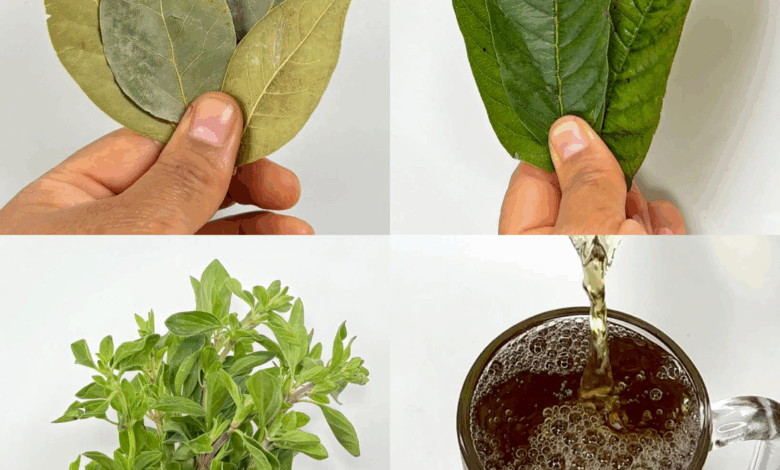 Las hojas que curan todo: diabetes, presión alta, cáncer y más