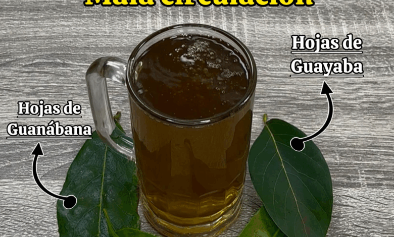 Las 4 hojas que ayudan a combatir la diabetes, el cáncer, el hígado graso, la mala circulación y la presión alta sin pastillas