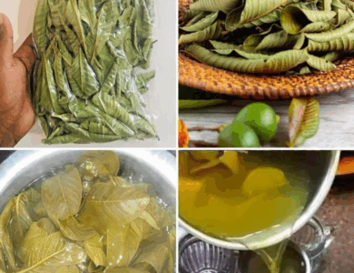 Té de Hojas de Guayaba: El Secreto Natural para la Salud y el Bienestar Té de Hojas de Guayaba: El Secreto Natural para la Salud y el Bienestar