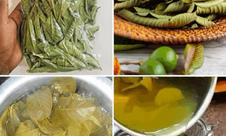 Té de Hojas de Guayaba: El Secreto Natural para la Salud y el Bienestar