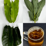 Infusión Natural de Aguacate, Mango, Guanábana y Cúrcuma: Un Tesoro de la Medicina Tradicional