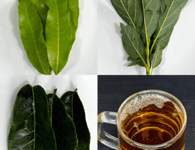 Infusión Natural de Aguacate, Mango, Guanábana y Cúrcuma: Un Tesoro de la Medicina Tradicional Infusión Natural de Aguacate, Mango, Guanábana y Cúrcuma: Un Tesoro de la Medicina Tradicional