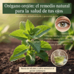 Orégano Orejón: El Secreto Natural para Mejorar la Vista y Prevenir Enfermedades Oculares