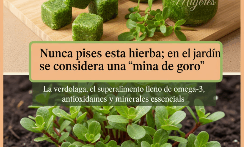 La Verdolaga: El Superalimento Milenario que Nutre, Cura y Protege tu Salud
