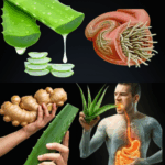 Aloe Vera: El Antibiótico Natural que Supera al Ajo y al Limón