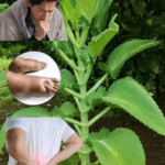 Kalanchoe pinnata: La Hoja Milagrosa que Cuida tu Salud de Forma Natural Kalanchoe pinnata: La Hoja Milagrosa que Cuida tu Salud de Forma Natural