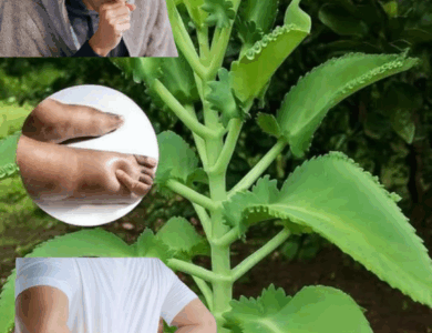 Kalanchoe pinnata: La Hoja Milagrosa que Cuida tu Salud de Forma Natural Kalanchoe pinnata: La Hoja Milagrosa que Cuida tu Salud de Forma Natural