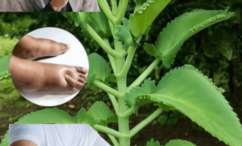Kalanchoe pinnata: La Hoja Milagrosa que Cuida tu Salud de Forma Natural