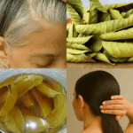 Hojas de Guayaba: El Secreto Natural para un Cabello Fuerte, Piel Radiante y Bienestar Total Hojas de Guayaba: El Secreto Natural para un Cabello Fuerte, Piel Radiante y Bienestar Total