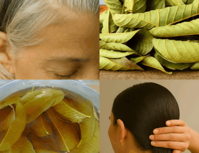 Hojas de Guayaba: El Secreto Natural para un Cabello Fuerte, Piel Radiante y Bienestar Total Hojas de Guayaba: El Secreto Natural para un Cabello Fuerte, Piel Radiante y Bienestar Total