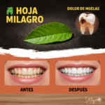 Hojas de Guayaba: El Secreto Natural para una Sonrisa Más Blanca y Saludable
