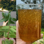 Las Cuatro Hojas Medicinales: Hoja de Aguacate, Hoja de Mango, Hoja de Laurel y Hoja de Guayaba Las Cuatro Hojas Medicinales: Hoja de Aguacate, Hoja de Mango, Hoja de Laurel y Hoja de Guayaba