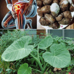Taro Root: El “superalimento ancestral” que transforma salud y sostenibilidad Taro Root: El “superalimento ancestral” que transforma salud y sostenibilidad