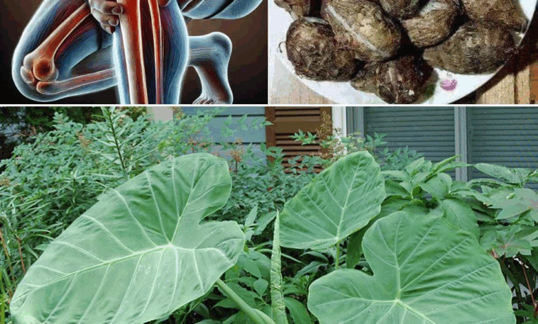 Taro Root: El “superalimento ancestral” que transforma salud y sostenibilidad