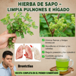 Hierba de Sapo (Euphorbia hirta): el botiquín natural que limpia, desinflama y fortalece el organismo